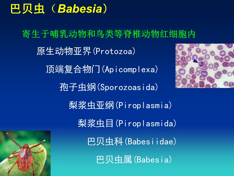 弓形虫医学知识讲座课件.ppt_第3页