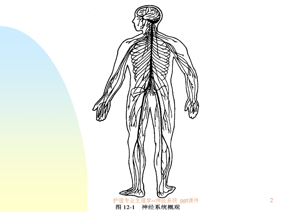 护理专业生理学神经系统课件.ppt_第2页