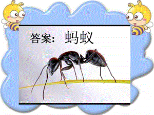 教科版三年级科学上册蚂蚁课件.pptx