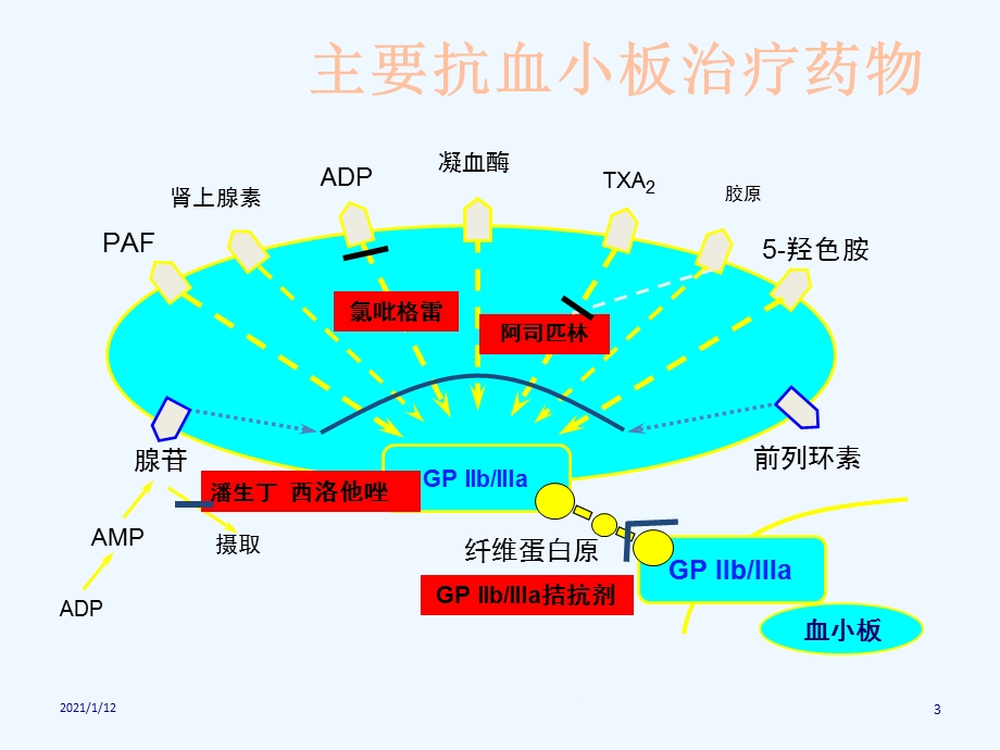 抗血小板与消化道出血课件.ppt_第3页