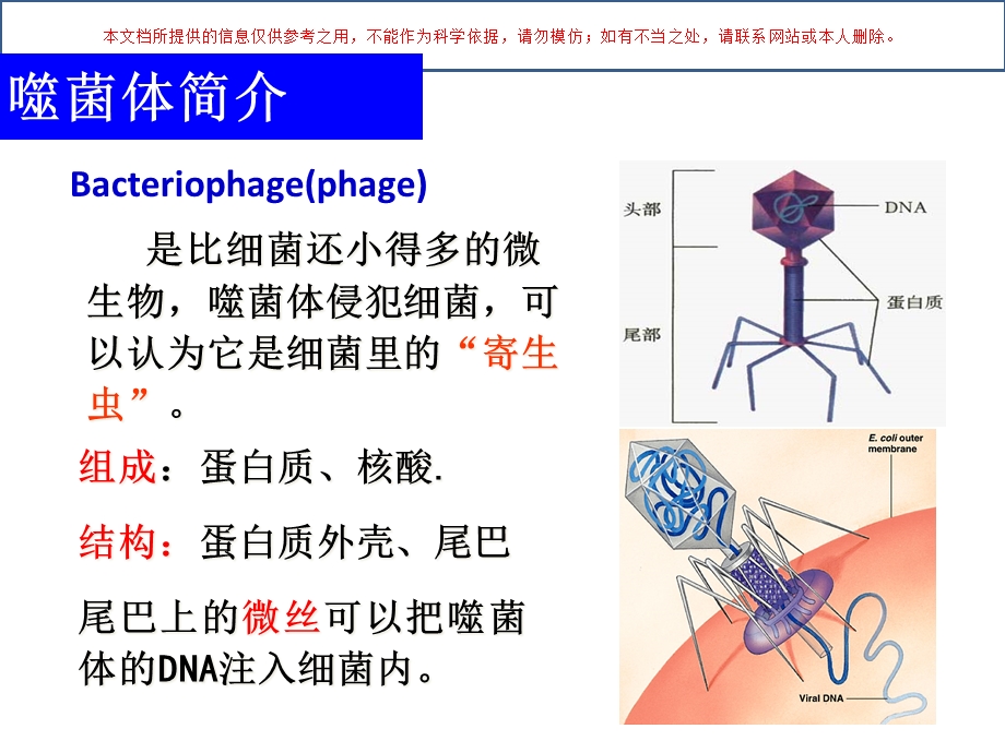 大肠杆菌的噬菌体培训课件.ppt_第1页