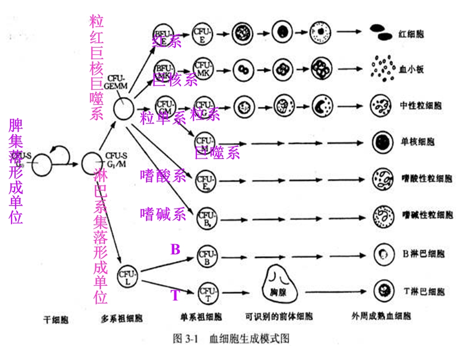 常用血液生化检查正常值及临床意义课件.ppt_第3页