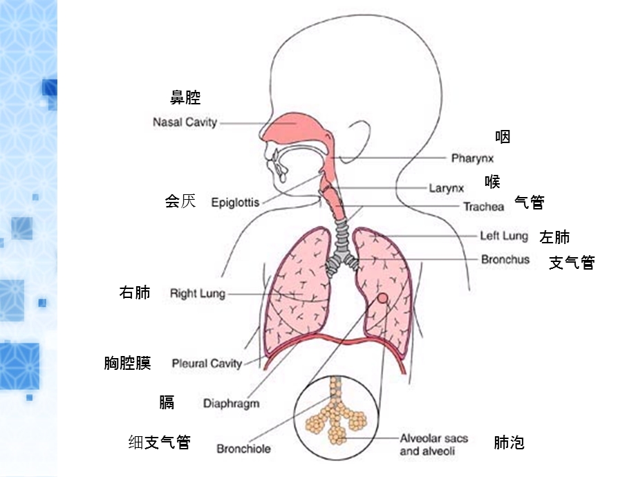 幼儿呼吸系统特点ppt课件.ppt_第3页