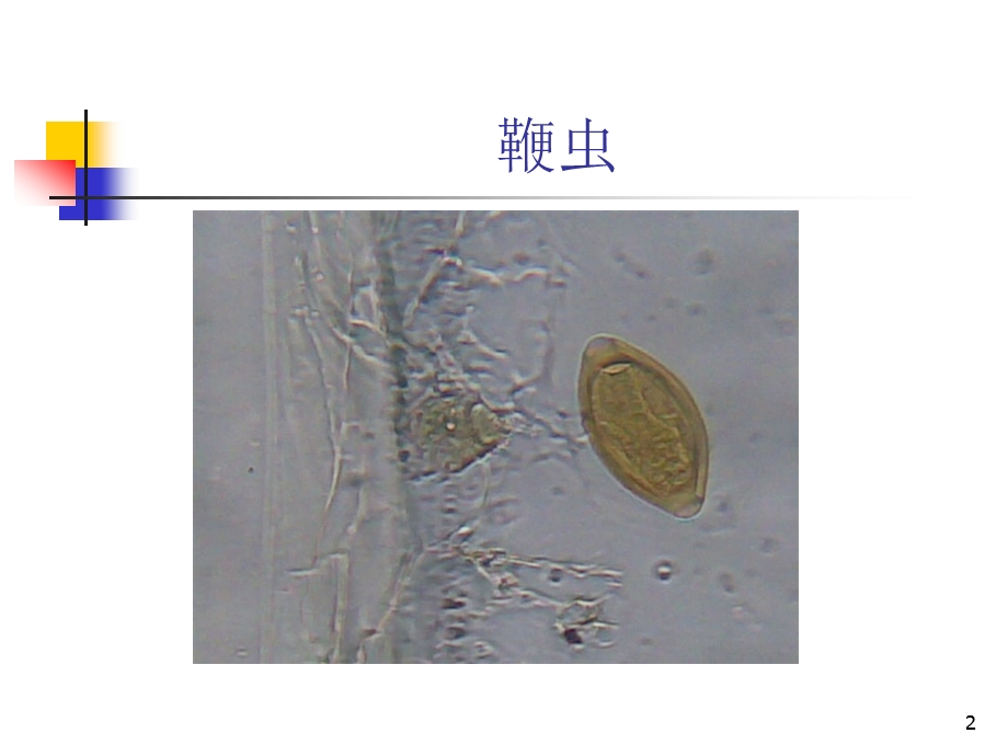 寄生虫虫卵显微镜下图课件.pptx_第2页