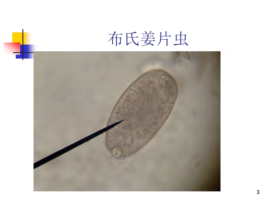 寄生虫虫卵显微镜下图课件.pptx_第3页