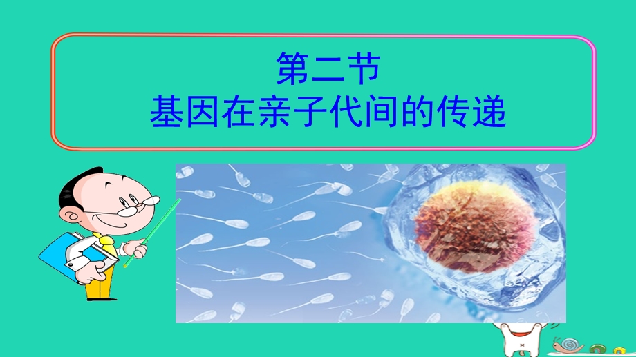 新人教版八年级生物下册第七单元第二章第二节基因在亲子代间的传递课件.ppt_第3页