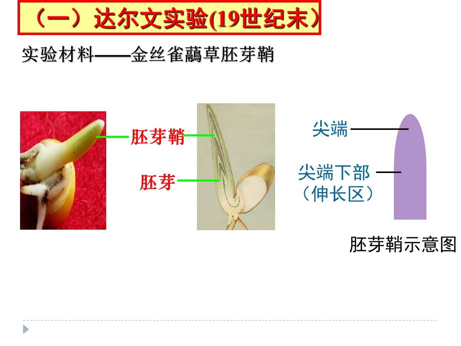 植物生长素的发现最终版ppt课件.ppt_第3页