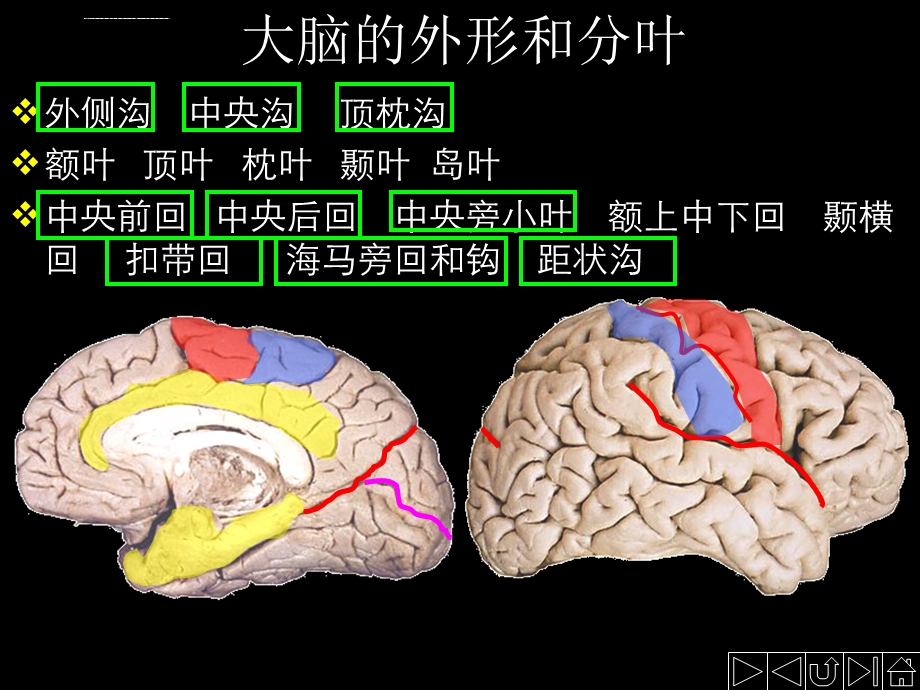 正常人体解剖学大脑ppt课件.ppt_第2页