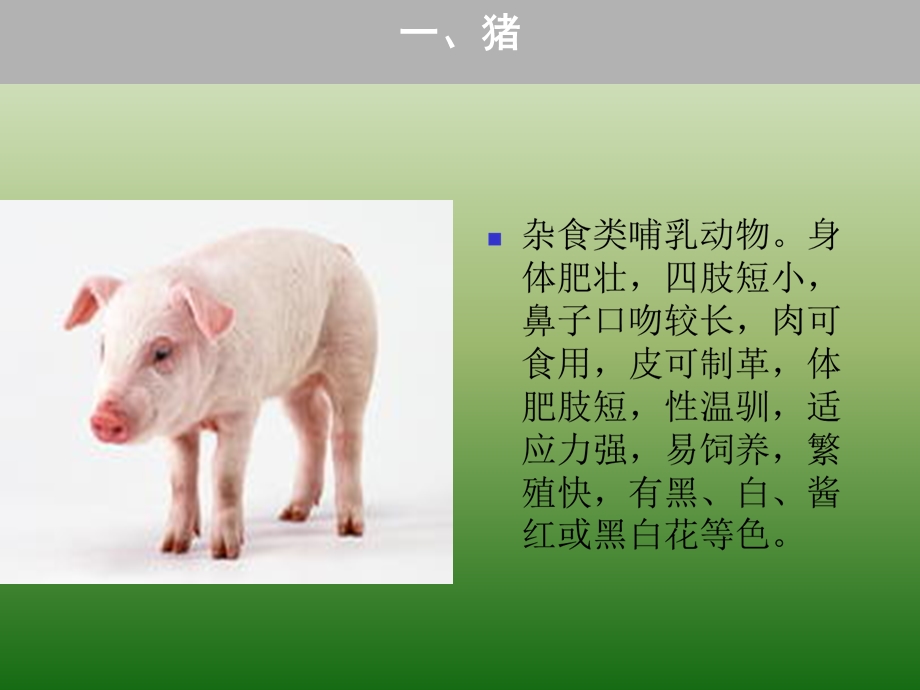 畜禽品种及饲料分类介绍ppt课件.ppt_第3页