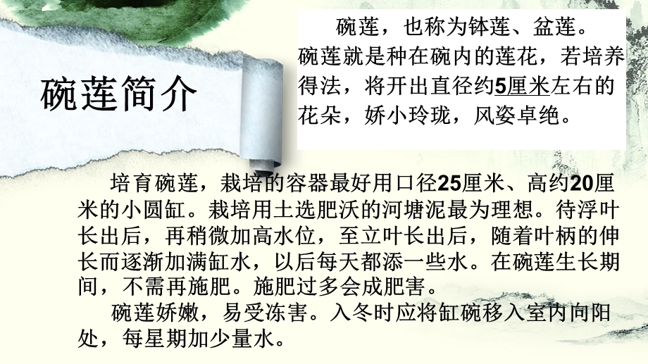 碗莲种植讲解ppt课件.ppt_第3页