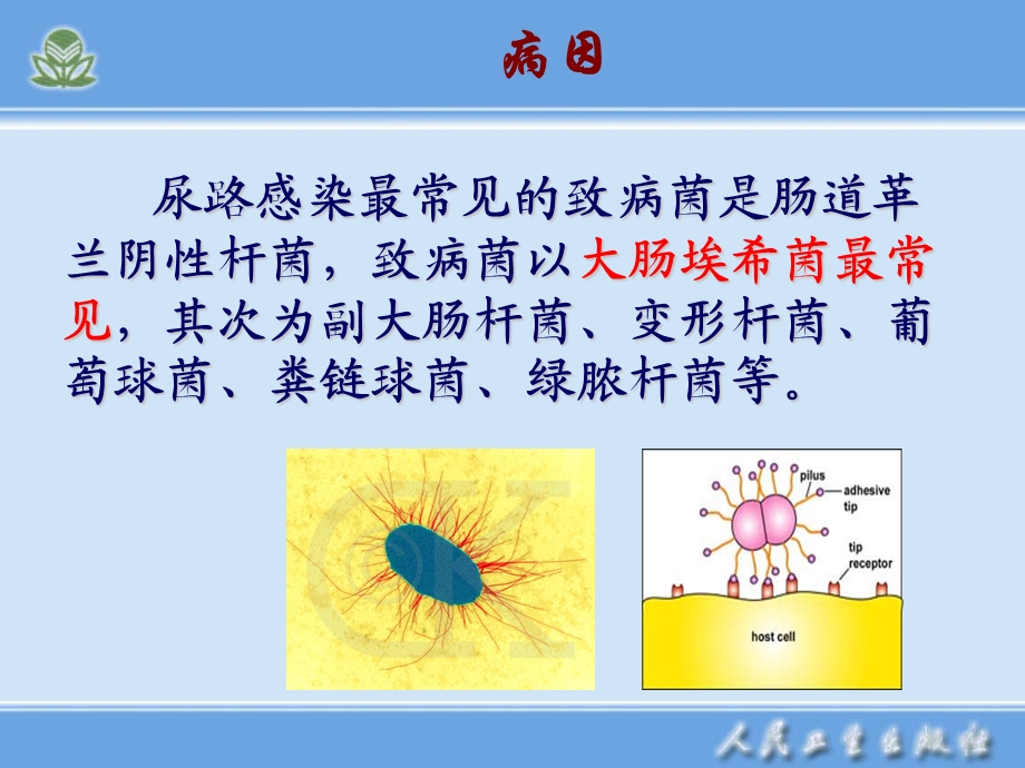 泌尿系感染病人的护理讲解ppt课件.ppt_第3页