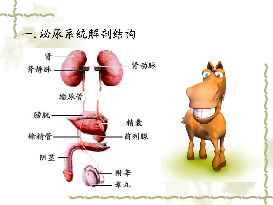 泌尿系结石ppt课件.ppt_第3页