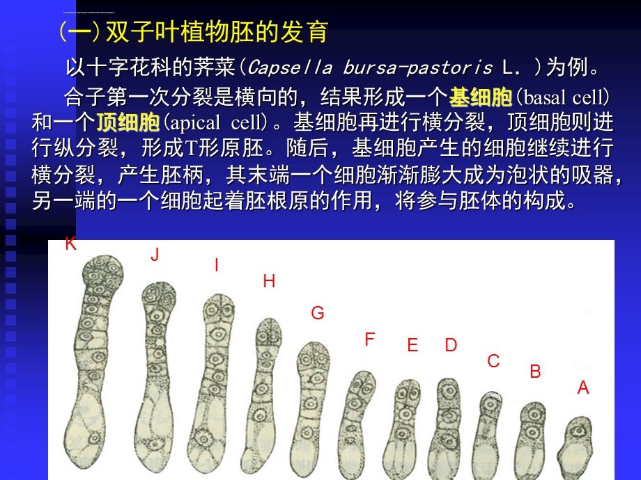 种子的发育过程ppt课件.ppt_第3页