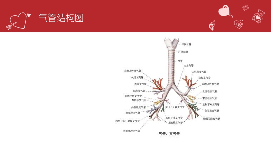 纤维支气管镜检查的护理ppt课件.pptx_第3页