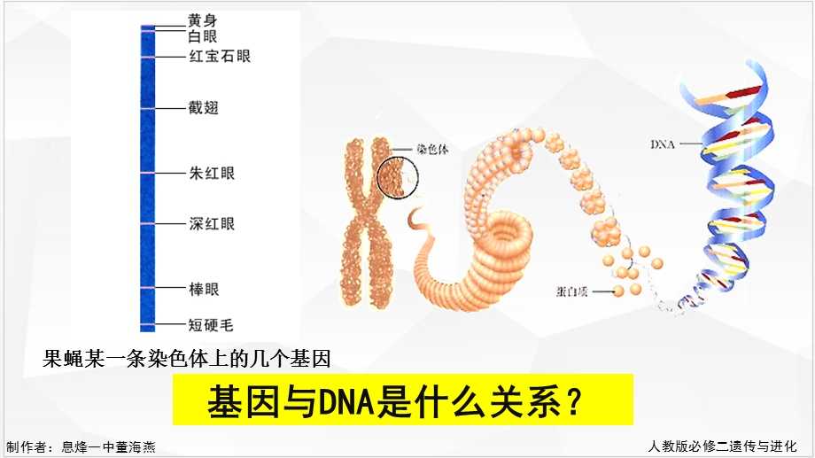 第三章第4节 基因是有遗传效应的DNA的片段人教版ppt课件.pptx_第2页