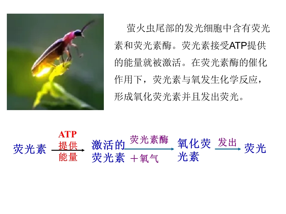 细胞的能量货币ATPppt课件.ppt_第2页