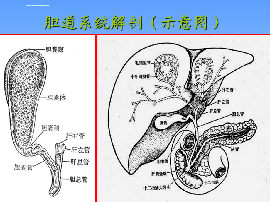 胰腺疾病诊断介绍ppt课件.ppt_第3页