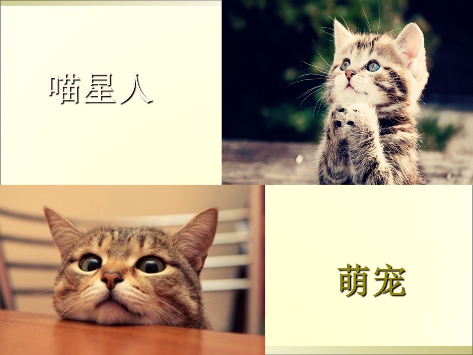 老舍猫PPT课件完美版.ppt_第2页