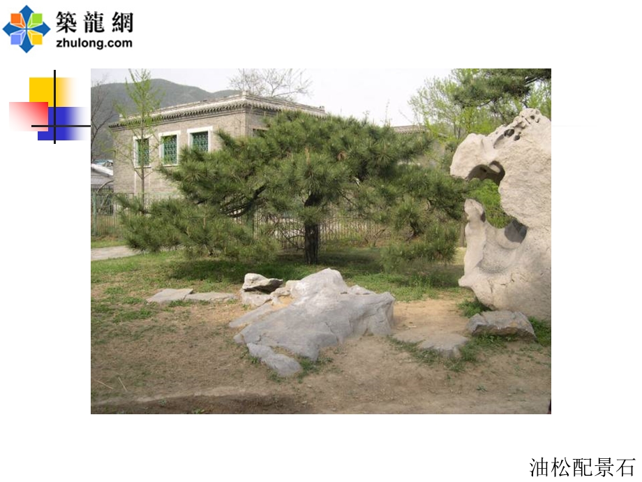 讲义：邯郸常见园林植物ppt课件.ppt_第3页