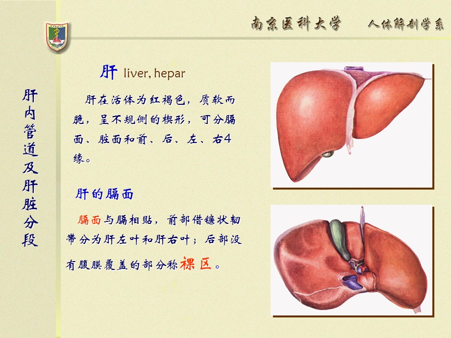 肝内管道及肝脏分段断层解剖ppt课件.ppt_第2页