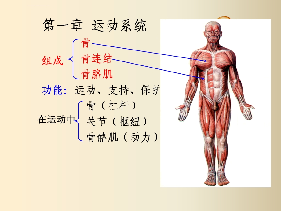 骨与骨连接ppt课件.ppt_第1页