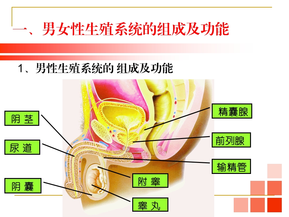 七年级生物(下册)重点结构图ppt课件.ppt_第2页