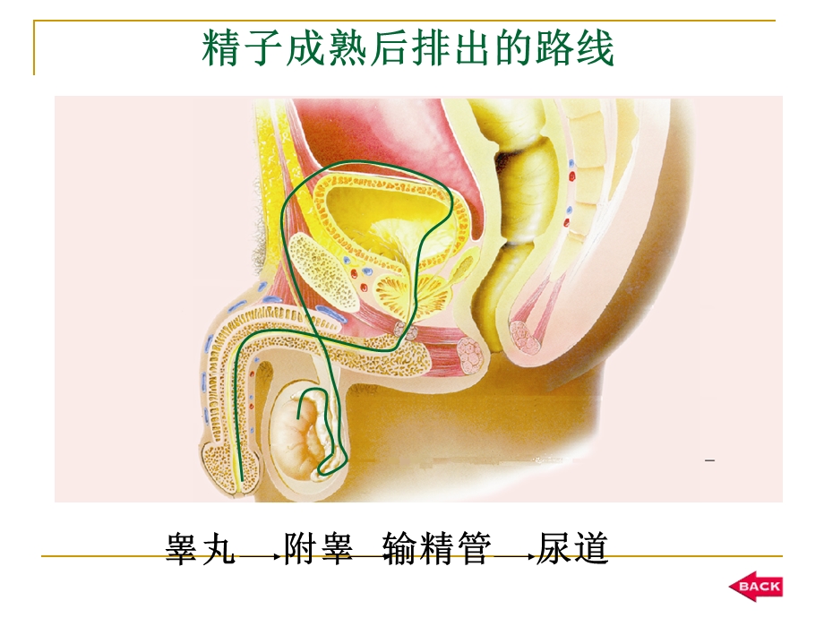 七年级生物(下册)重点结构图ppt课件.ppt_第3页