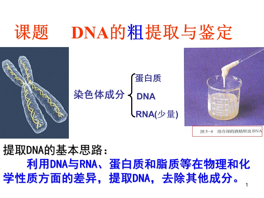 DNA的粗提取和鉴定ppt课件.ppt_第1页