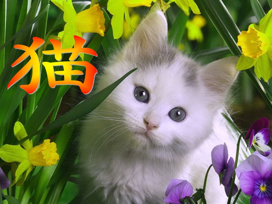 《猫》老舍（公开课ppt课件）.ppt_第2页