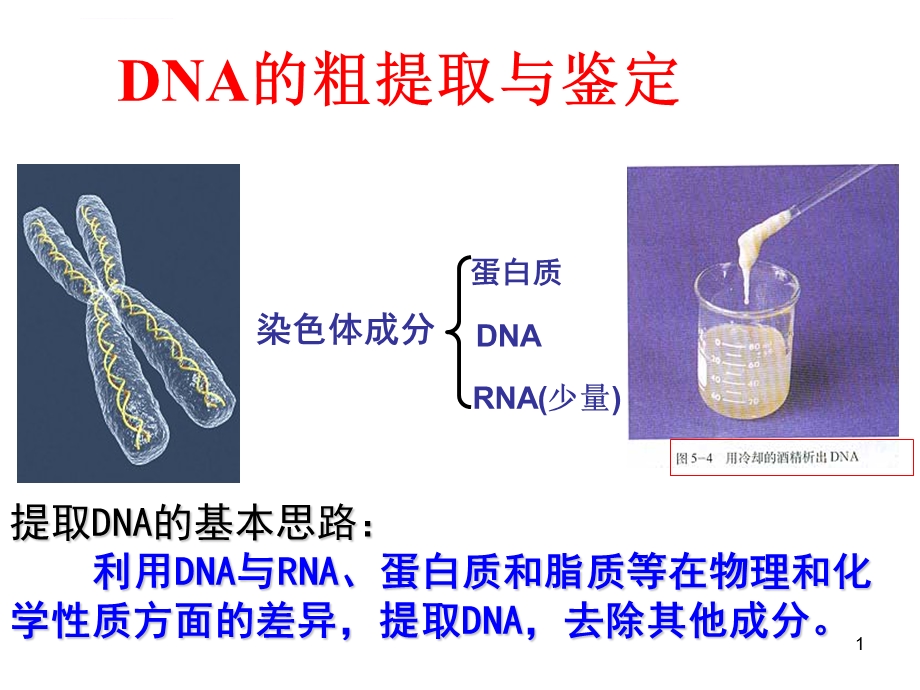 DNA的粗提取和鉴定分析ppt课件.ppt_第1页