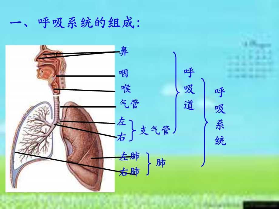 人教版七年级生物人体的呼吸复习ppt课件.ppt_第3页