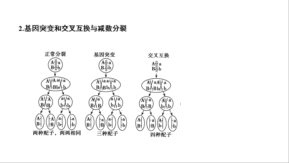 第四单元微专题四减数分裂与生物的可遗传变异课件.ppt_第3页