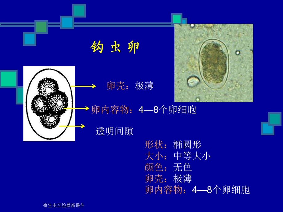 寄生虫实验课件.ppt_第2页