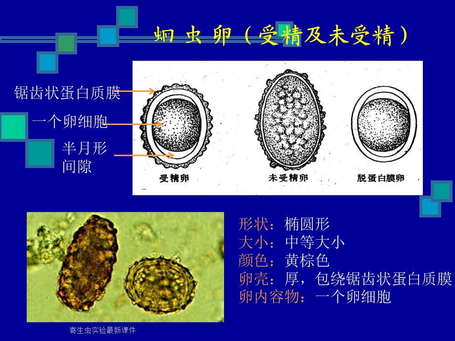 寄生虫实验课件.ppt_第3页