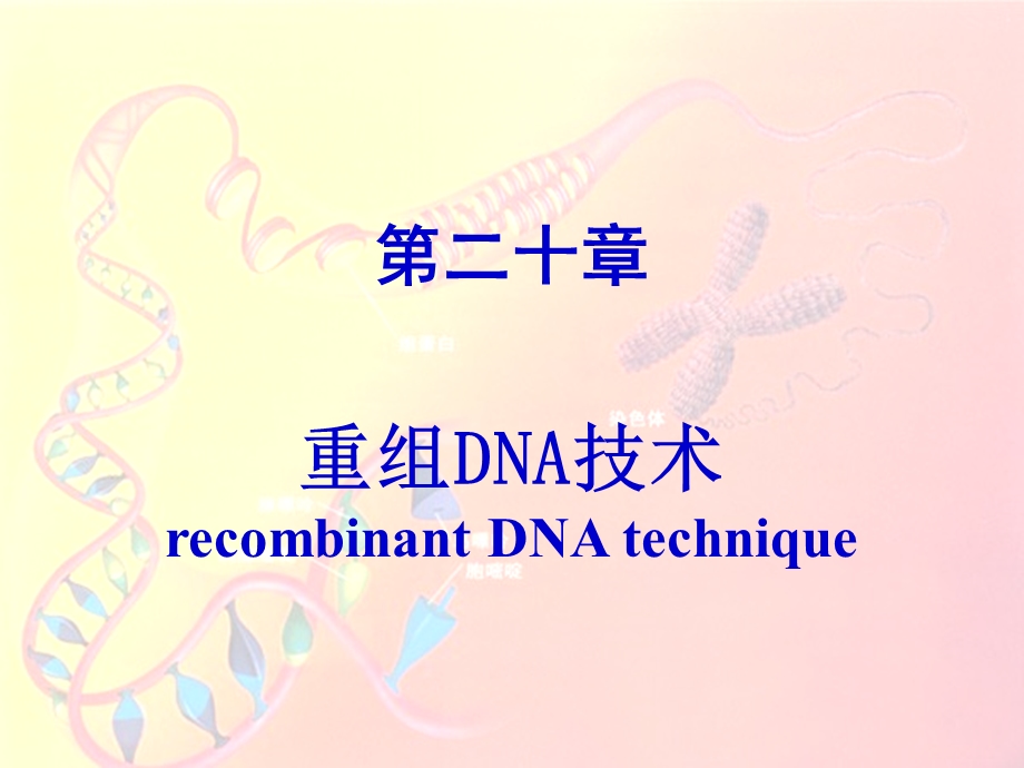 第20章重组DNA技术课件.ppt_第1页