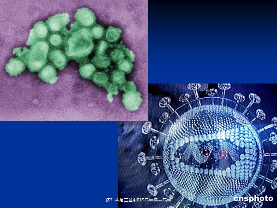 病理学第二章4植物病毒与类病毒课件.ppt_第2页