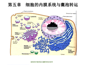 细胞的内膜系统与囊泡转运效用课件.ppt