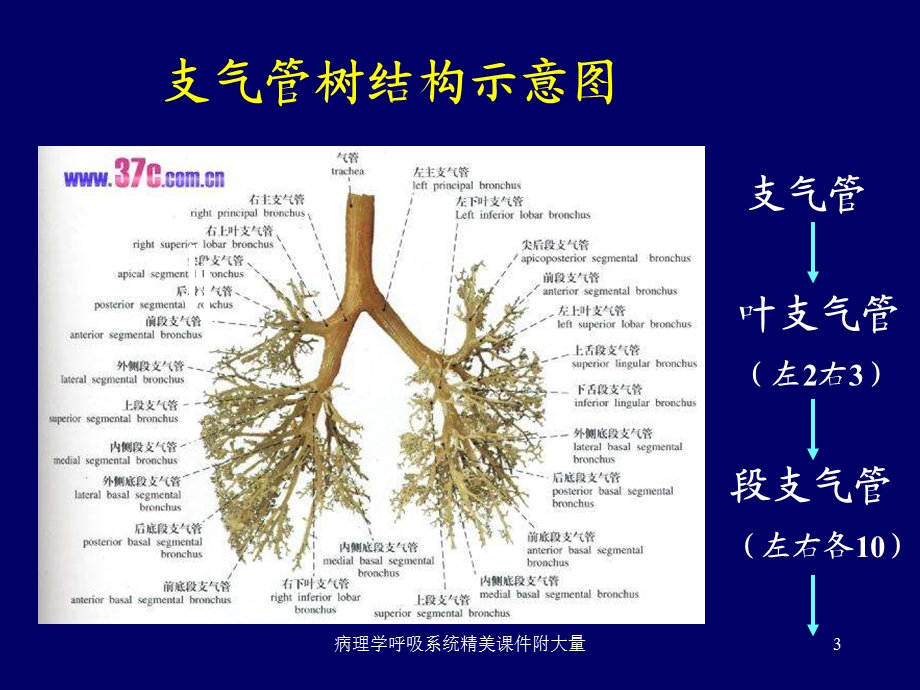 病理学呼吸系统精美课件附大量课件.ppt_第3页