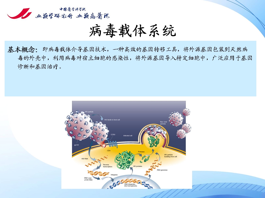 病毒包装与感染课件.ppt_第3页