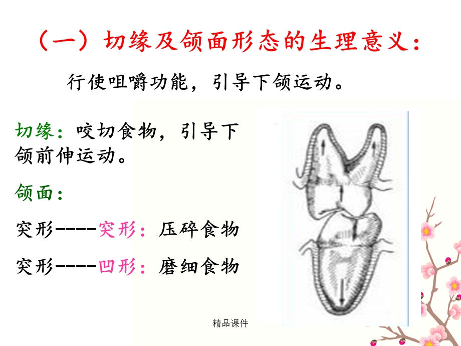 第三章口腔生理课件.ppt_第3页