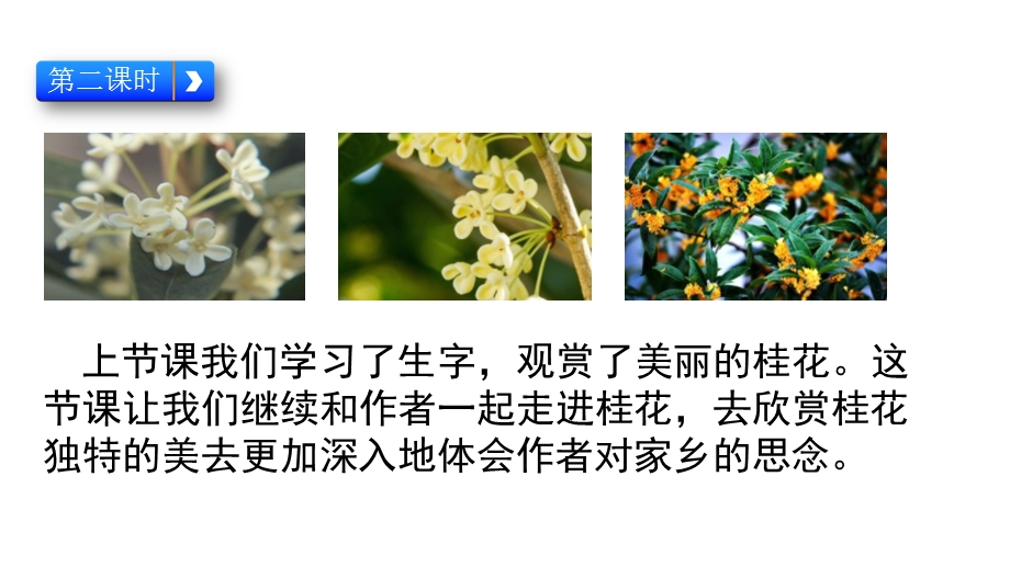 部编版五年级语文上册桂花雨第二课时课件.pptx_第3页