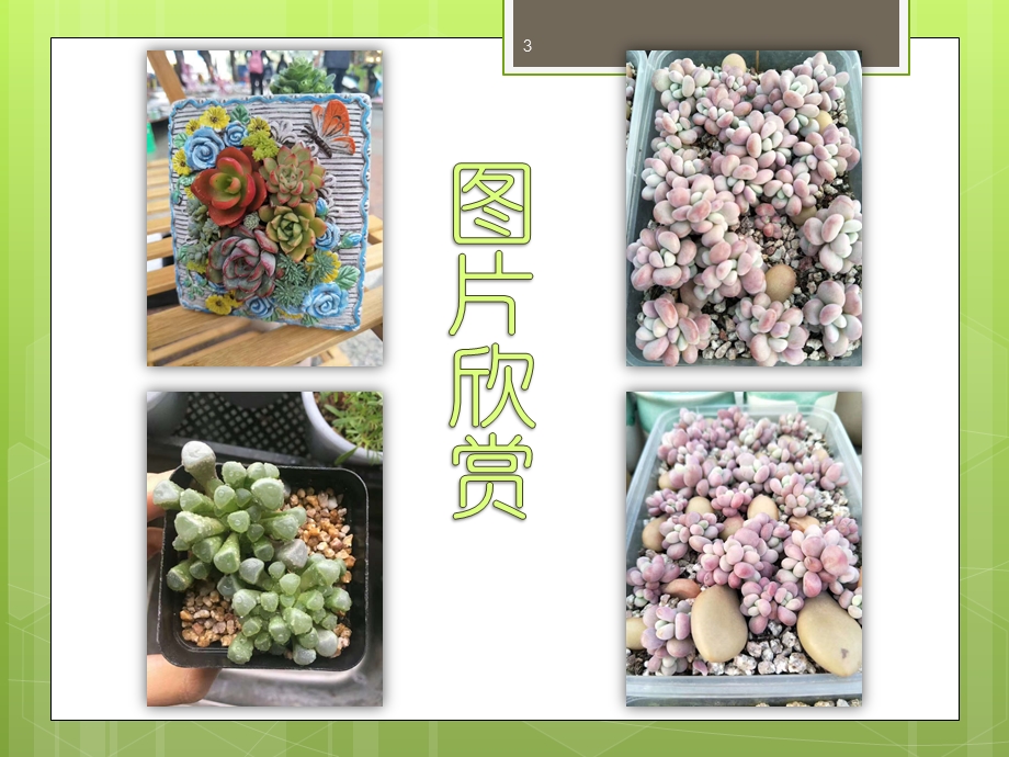 多肉植物介绍ppt幻灯片课件.ppt_第3页