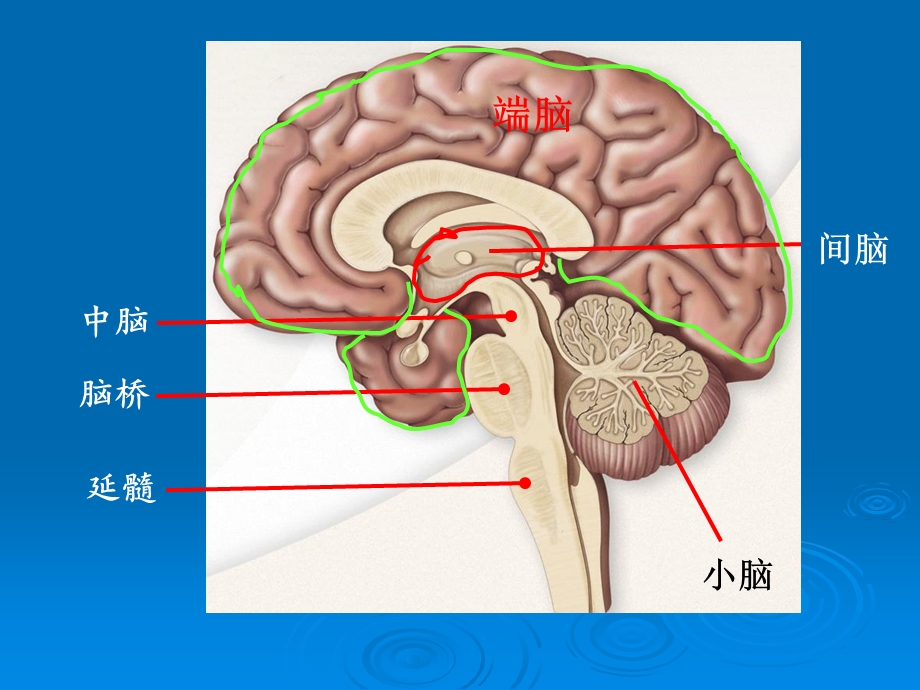 大脑的解剖结构和头颅MRI的影像分析ppt课件.ppt_第3页