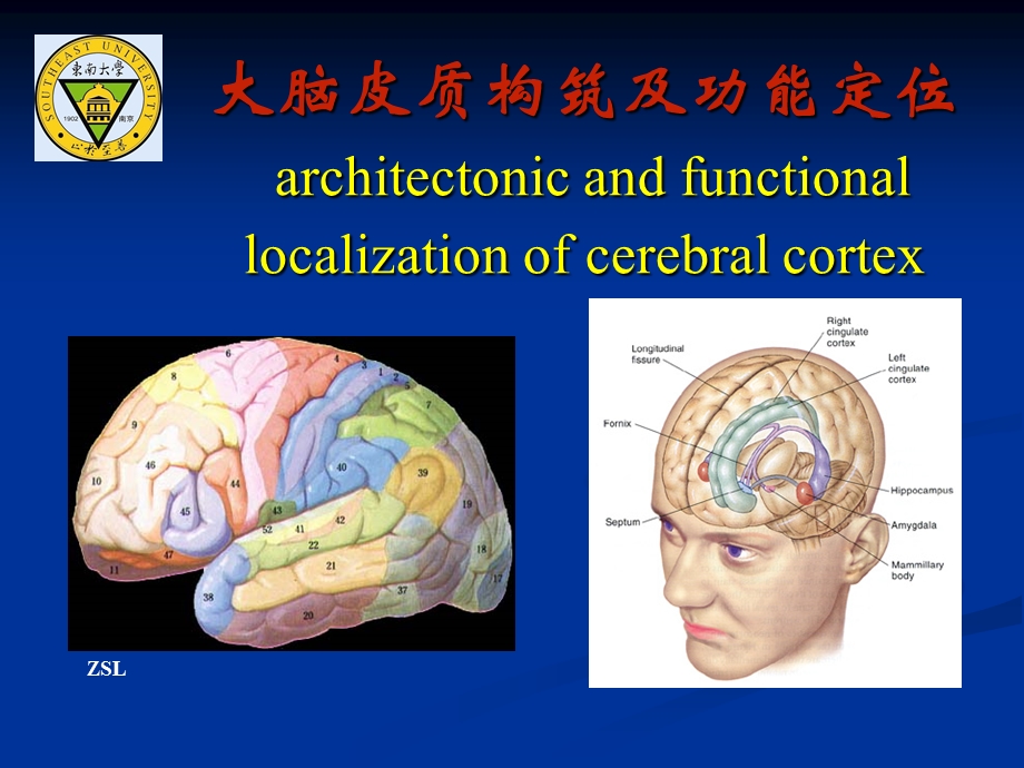 大脑皮质结构与功能分区ppt课件.ppt_第1页