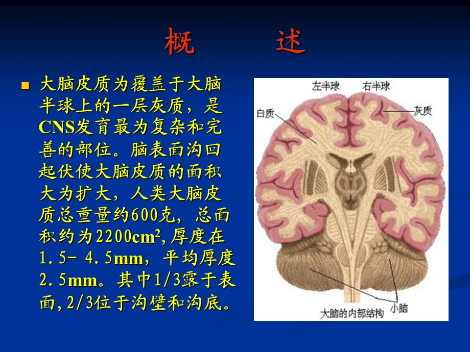 大脑皮质结构与功能分区ppt课件.ppt_第2页