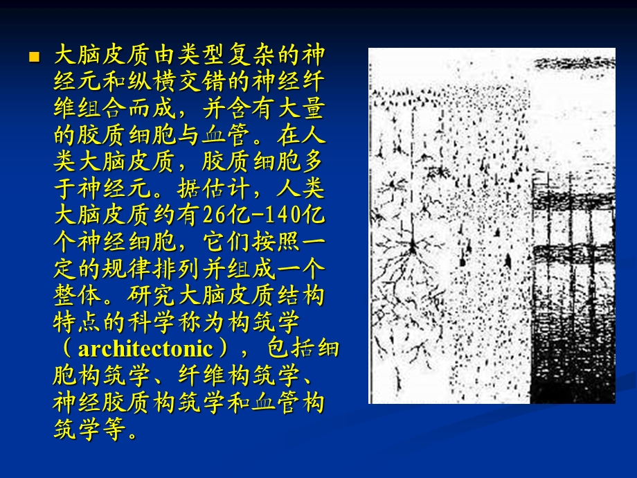 大脑皮质结构与功能分区ppt课件.ppt_第3页