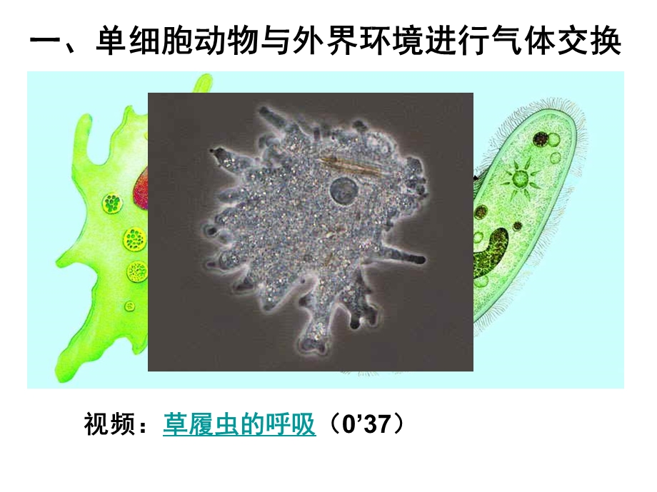 北京版生物七下《其他生物的呼吸》ppt课件.ppt_第2页