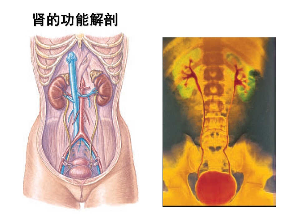 尿的生成与排出ppt课件.ppt_第3页