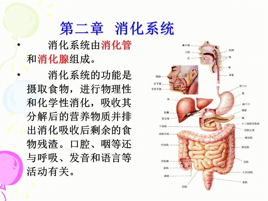 消化系统解剖ppt课件.ppt_第1页