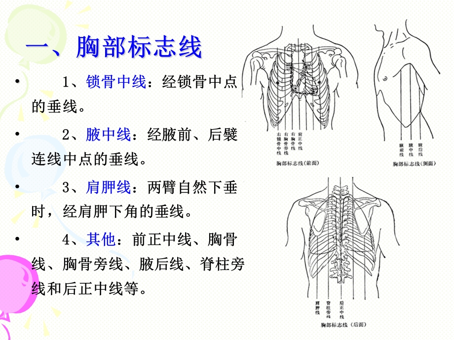 消化系统解剖ppt课件.ppt_第2页